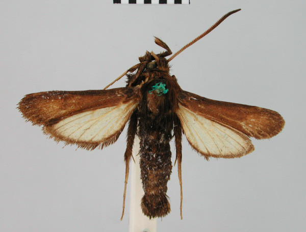 /filer/webapps/moths/media/images/N/nobilis_Nyctaegeria_HT_BMNH.jpg
