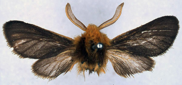 /filer/webapps/moths/media/images/N/noctis_Metarctia_HT_BMNH_01.jpg