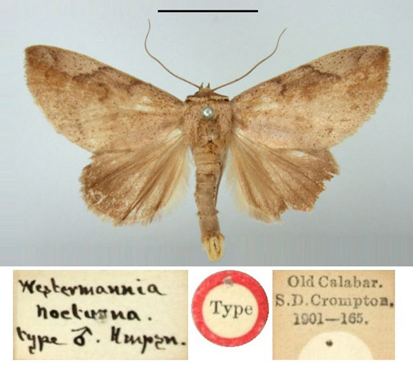/filer/webapps/moths/media/images/N/nocturna_Westermannia_HT_BMNH.jpg