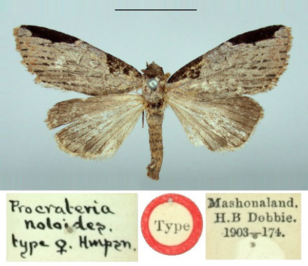 /filer/webapps/moths/media/images/N/noloides_Procrateria_HT_BMNH.jpg