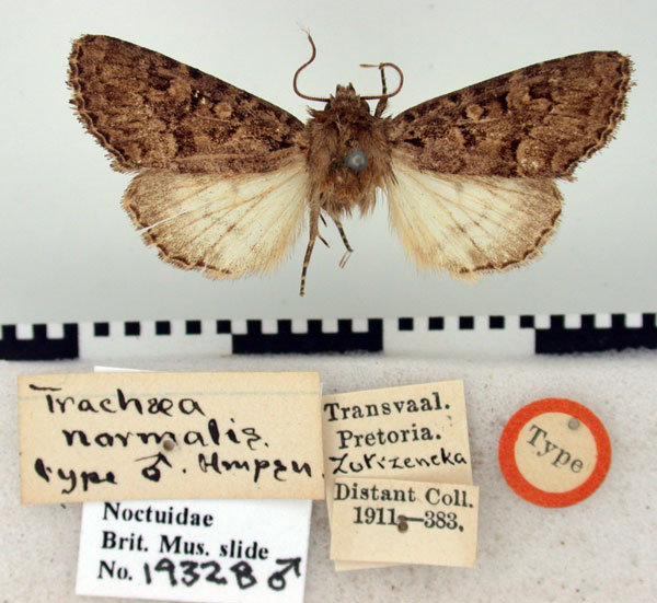 /filer/webapps/moths/media/images/N/normalis_Trachea_HT_BMNH.jpg