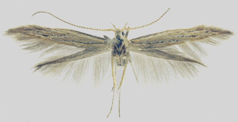 /filer/webapps/moths/media/images/N/notabilis_Coleophora_HT_NHMO.jpg