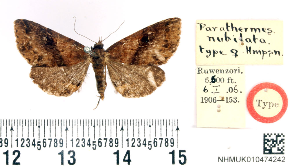 /filer/webapps/moths/media/images/N/nubilata_Parathermes_HT_BMNH.jpg