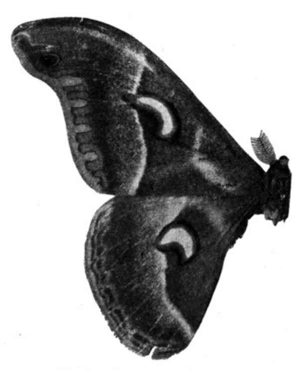 /filer/webapps/moths/media/images/N/nubilosa_Drepanoptera_HT_Testout_1938_1.jpg