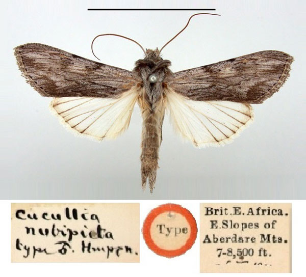 /filer/webapps/moths/media/images/N/nubipicta_Cucullia_HT_BMNH.jpg