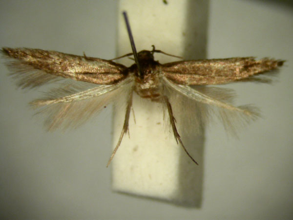 /filer/webapps/moths/media/images/N/nudicornis_Ascalenia_HT906_TMSA_01.jpg