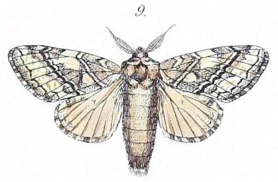 /filer/webapps/moths/media/images/N/nugatrix_Desmeocraera_HT_Felder_1874_94-9.jpg