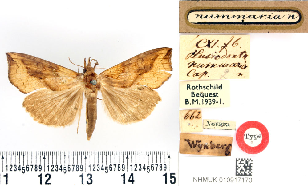 /filer/webapps/moths/media/images/N/nummaria_Plusiodonta_HT_BMNH.jpg