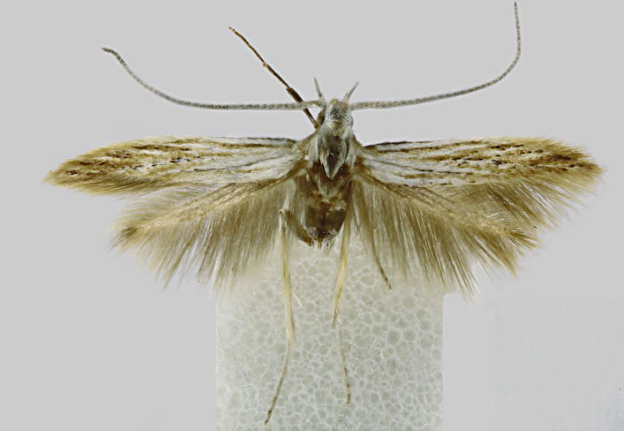 /filer/webapps/moths/media/images/N/nyanzaensis_Coleophora_HT_BMNH.jpg