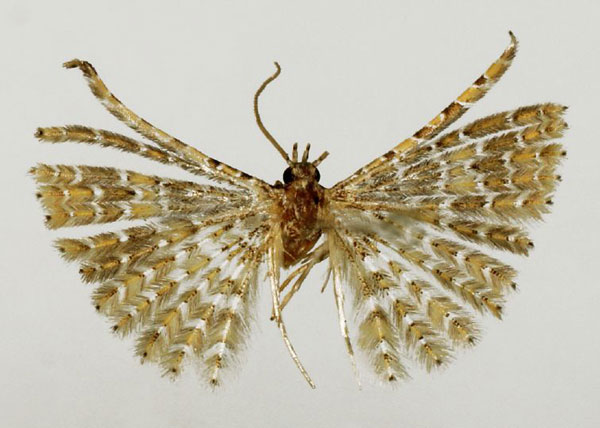 /filer/webapps/moths/media/images/N/nyasa_Alucita_HT_BMNH.jpg