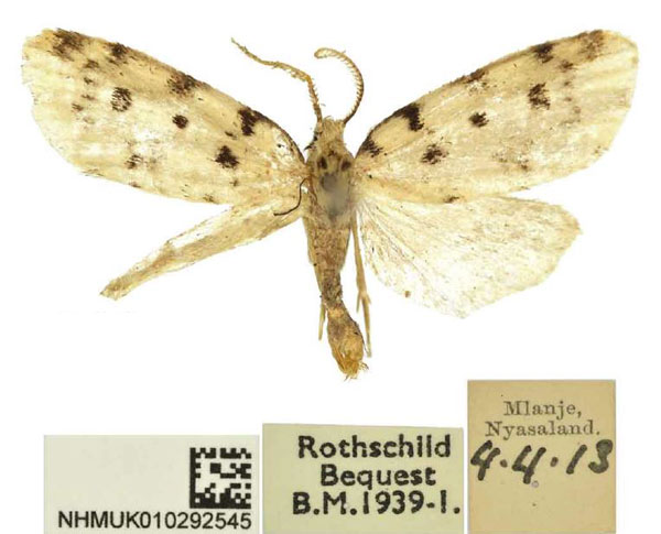 /filer/webapps/moths/media/images/N/nyasa_Siccia_HT_BMNH.jpg