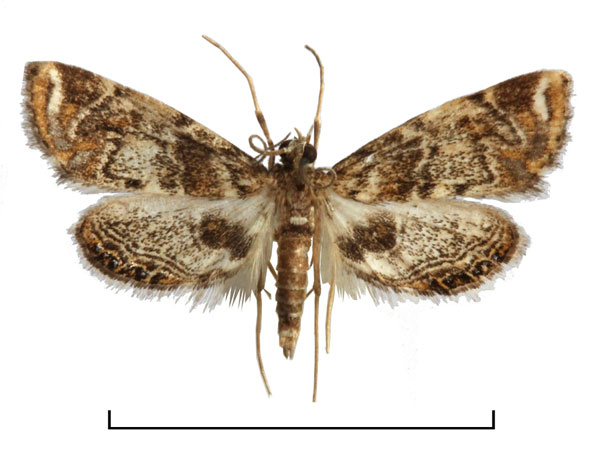 /filer/webapps/moths/media/images/N/nyasalis_Eoophyla_AM_BMNH.jpg