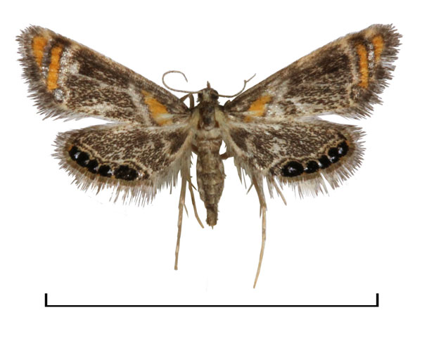 /filer/webapps/moths/media/images/N/nyasalis_Nymphicula_A_BMNH.jpg