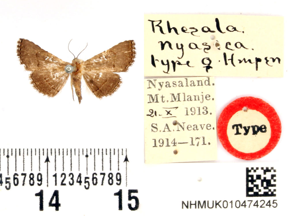 /filer/webapps/moths/media/images/N/nyasica_Rhesala_STF_BMNH.jpg