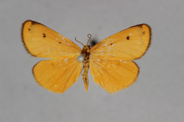 /filer/webapps/moths/media/images/N/nyassa_Ochrota_A_BMNH.jpg