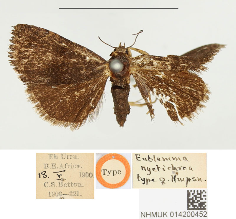 /filer/webapps/moths/media/images/N/nyctichroa_Eublemma_HT_BMNH.jpg