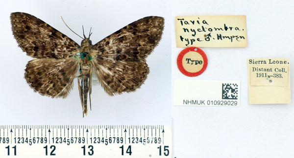/filer/webapps/moths/media/images/N/nyctombra_Tavia_HT_BMNH.jpg