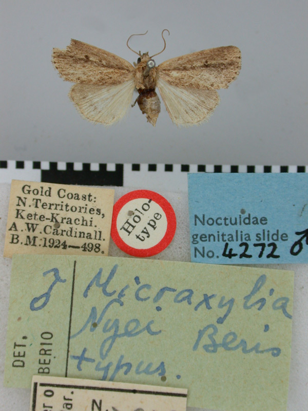 /filer/webapps/moths/media/images/N/nyei_Micraxylia_HT_BMNH.jpg