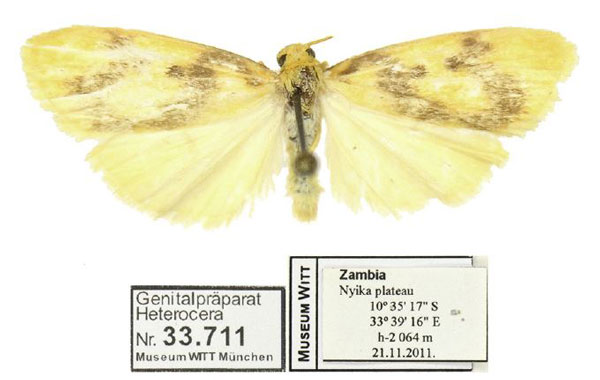 /filer/webapps/moths/media/images/N/nyika_Cyana_HT_MWM.jpg