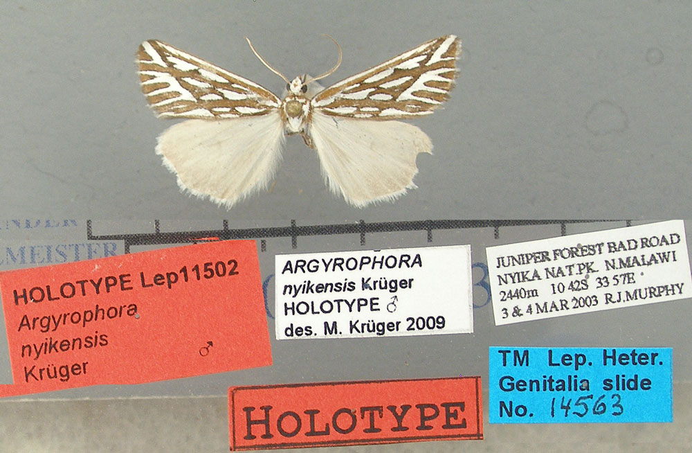 /filer/webapps/moths/media/images/N/nyikensis_Argyrophora_HT_TMSA.jpg