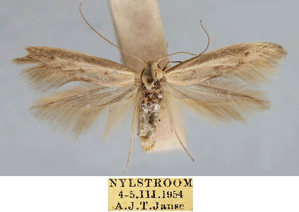 /filer/webapps/moths/media/images/N/nylstroomensis_Scythris_HT_TMSA_J9K5MwV.jpg