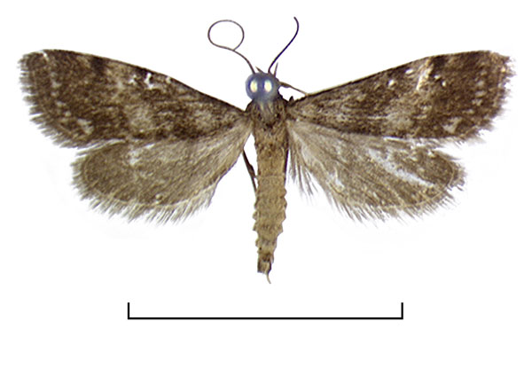 /filer/webapps/moths/media/images/N/nymphulalis_Eoophyla_ST_BMNH.jpg