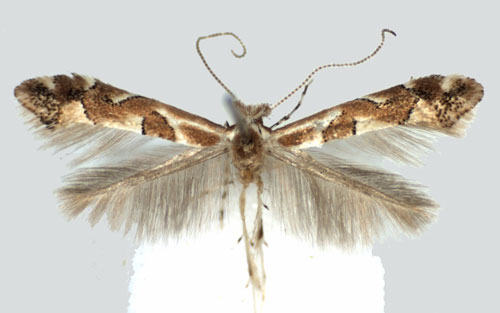 /filer/webapps/moths/media/images/O/obandai_Phyllonorycter_PT_BMNH.jpg