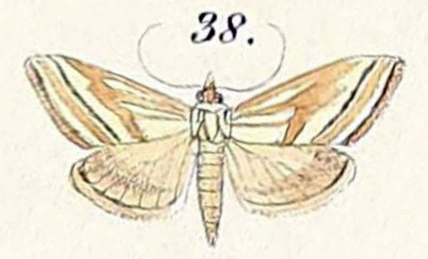 /filer/webapps/moths/media/images/O/oblinalis_Botys_HT_Felder_1875_134-38.jpg