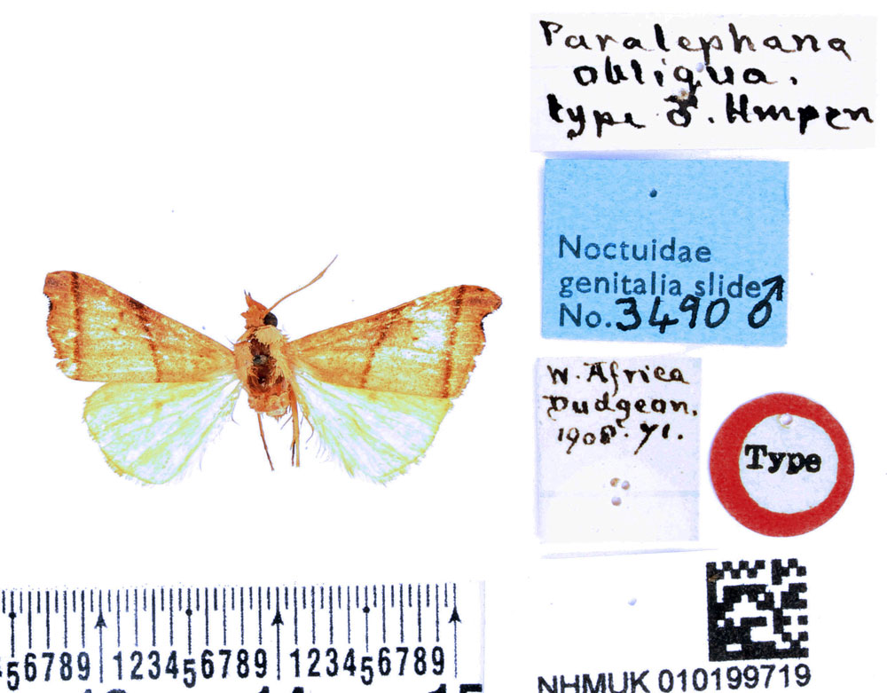 /filer/webapps/moths/media/images/O/obliqua_Paralephana_HT_BMNH.jpg