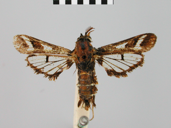 /filer/webapps/moths/media/images/O/obliquizona_Thyranthrene_HT_BMNH.jpg