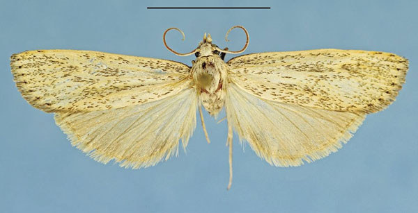 /filer/webapps/moths/media/images/O/oblongissima_Afrocharltonia_HT_Bassi.jpg