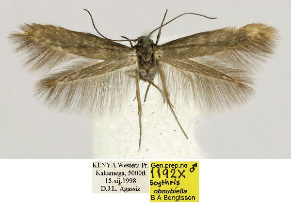 /filer/webapps/moths/media/images/O/obnubilella_Scythris_HT_BMNH_r6FOJpn.jpg