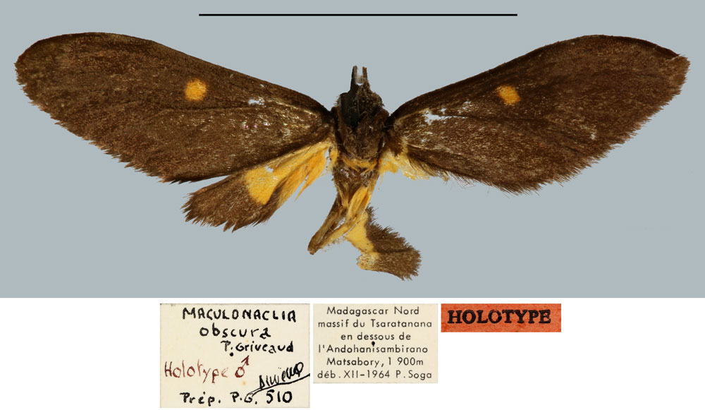 /filer/webapps/moths/media/images/O/obscura_Maculonaclia_HT_MNHN.jpg