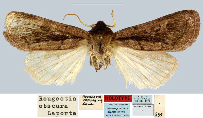/filer/webapps/moths/media/images/O/obscura_Rougeotia_HT_MNHN.jpg