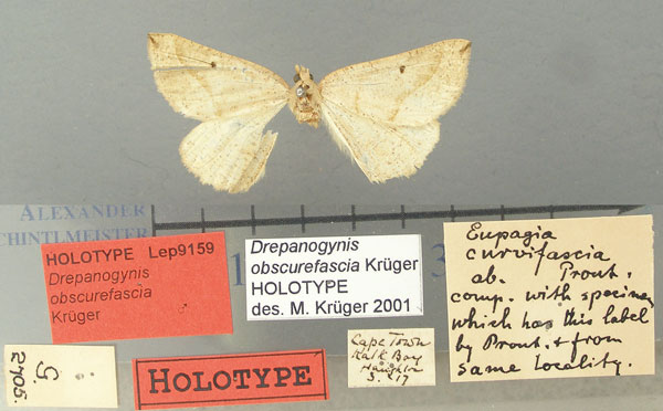 /filer/webapps/moths/media/images/O/obscurefascia_Drepanogynis_HT_TMSA.jpg