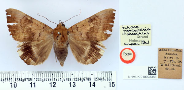 /filer/webapps/moths/media/images/O/obscurior_Achaea_HT_BMNH.jpg