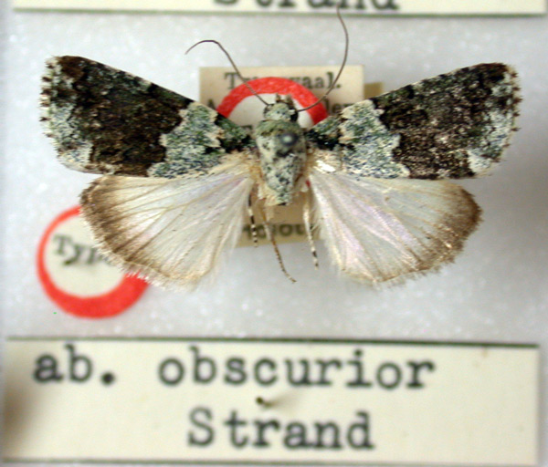 /filer/webapps/moths/media/images/O/obscurior_Blenina_HT_BMNH.jpg