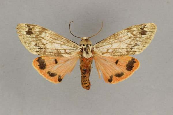 /filer/webapps/moths/media/images/O/obscurior_Teracotona_HT_BMNH.jpg