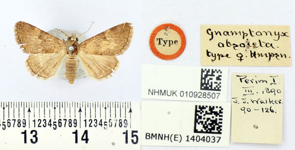 /filer/webapps/moths/media/images/O/obsoleta_Gnamptonyx_HT_BMNH.jpg