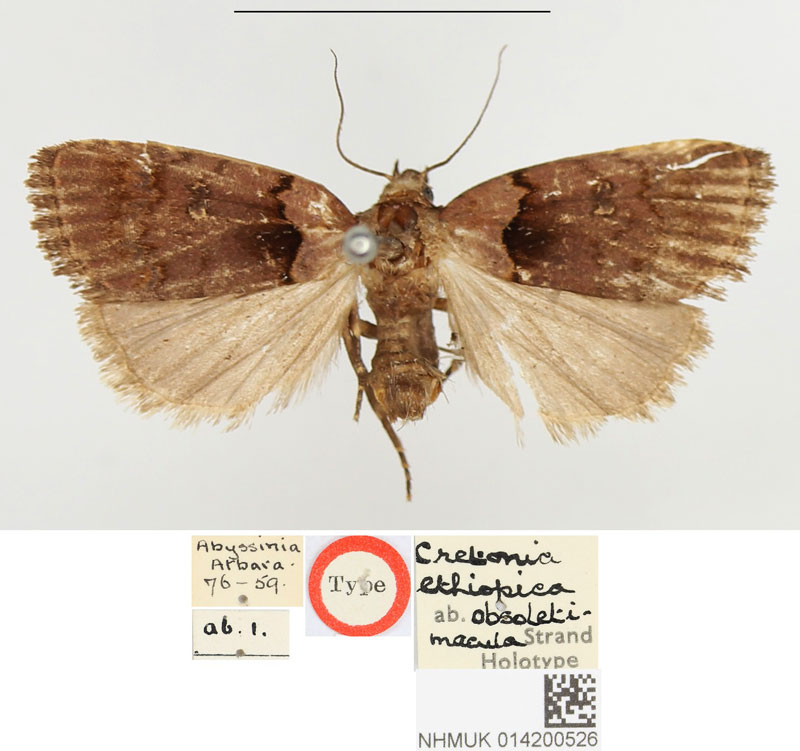 /filer/webapps/moths/media/images/O/obsoletimacula_Cretonia_HT_BMNH.jpg