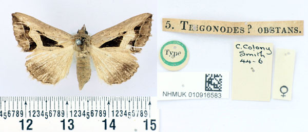 /filer/webapps/moths/media/images/O/obstans_Trigonodes_HT_BMNH.jpg