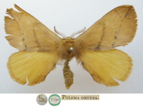 /filer/webapps/moths/media/images/O/obtusa_Poloma_HT_NHMUKa.jpg