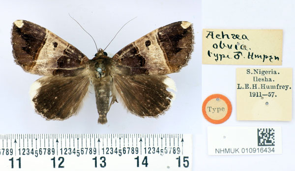 /filer/webapps/moths/media/images/O/obvia_Achaea_ST_BMNH.jpg