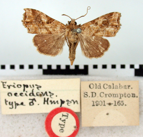 /filer/webapps/moths/media/images/O/occidens_Eriopus_HT_BMNH.jpg