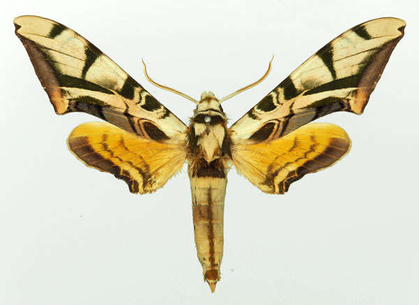 /filer/webapps/moths/media/images/O/occidentalis_Batocnema_AM_Basquin.jpg
