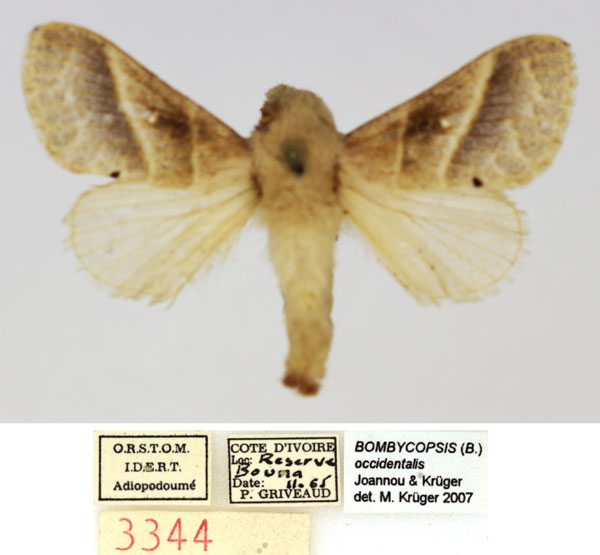 /filer/webapps/moths/media/images/O/occidentalis_Bombycopsis_AM_MNHN.jpg
