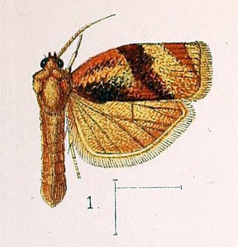 /filer/webapps/moths/media/images/O/occidentalis_Cacoecia_ST_Walsingham_1891_3-1.jpg