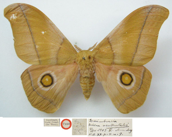 /filer/webapps/moths/media/images/O/occidentalis_Gonimbrasia_HT_NHMUKa.jpg