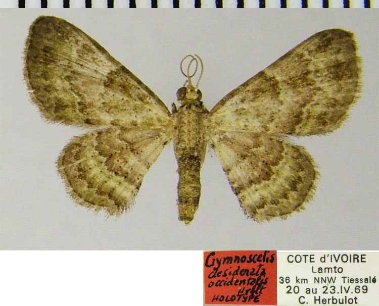 /filer/webapps/moths/media/images/O/occidentalis_Gymnoscelis_HT_ZSMa.jpg