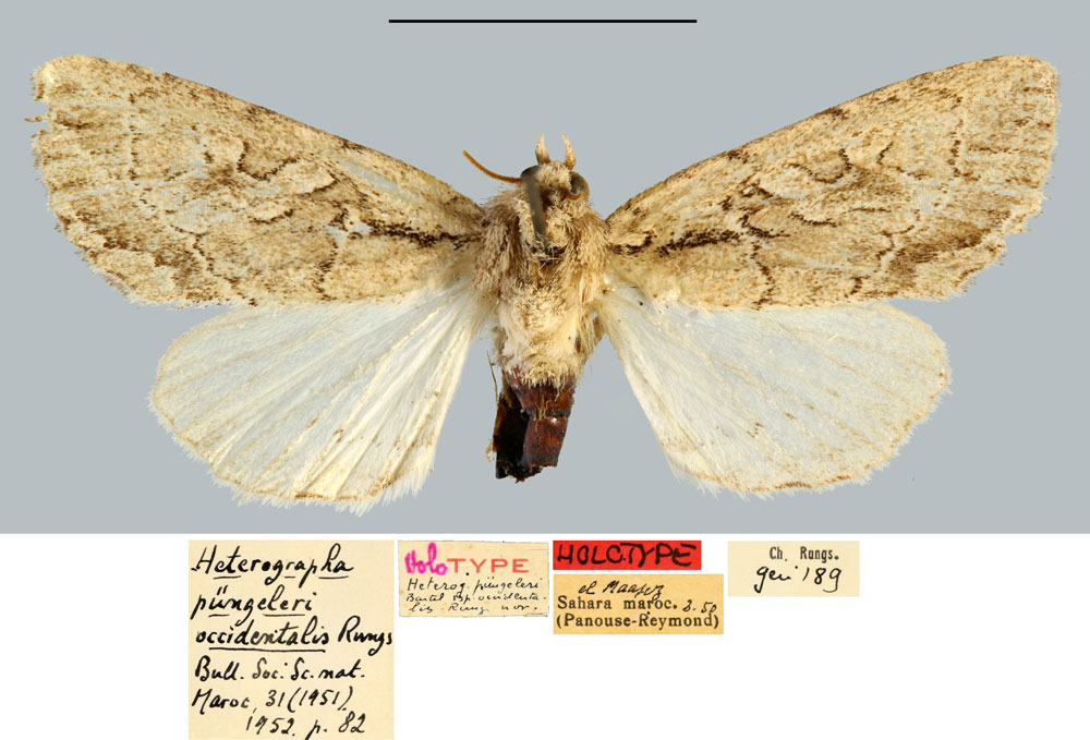 /filer/webapps/moths/media/images/O/occidentalis_Heterographa_HT_MNHN.jpg